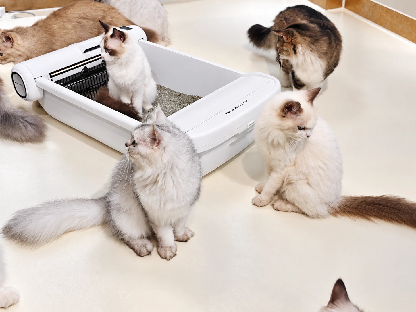 Cats around the open Hanakuto tray